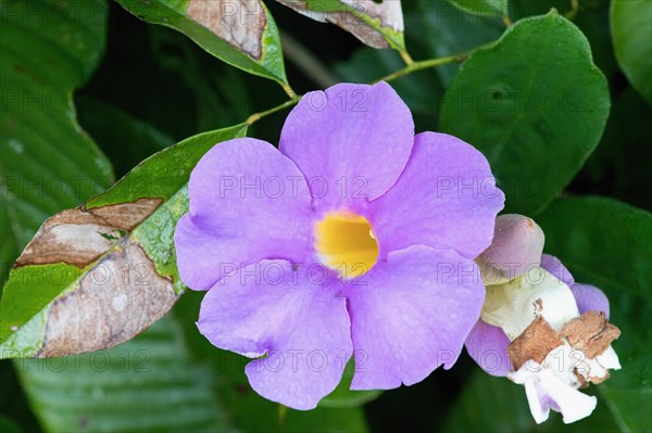 Thunbergia erecta flower, Amazonian rainforest, Amazonas state, Brazil, South America