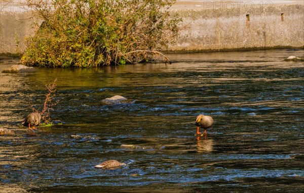 Three spot-billed ducks, one with its head under water together in a flowing river near a green bush and a bridge pylon