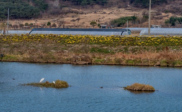 Two great egrets hunting forfish on island in middle of river