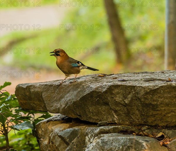 Eurasian Jay standing on a large flat bolder in a woodland area in South Korea