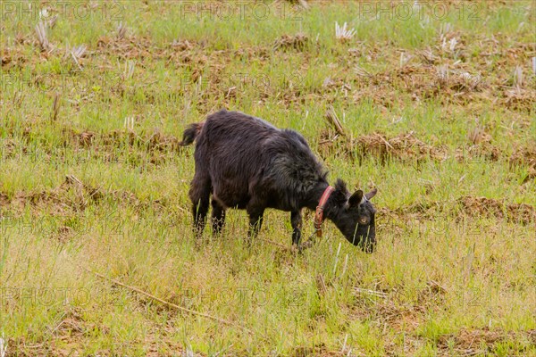 Young black Bengal goat with red collar attached to rope around neck grazing in an open field