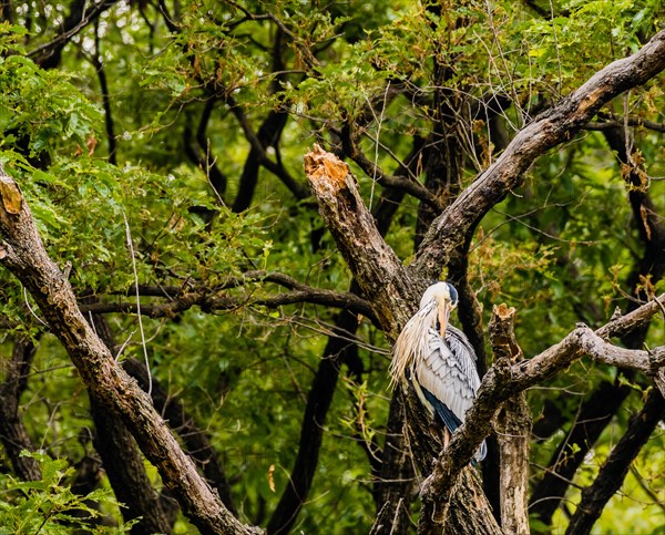 Gray heron perched on a tree branch with green foliage in the background