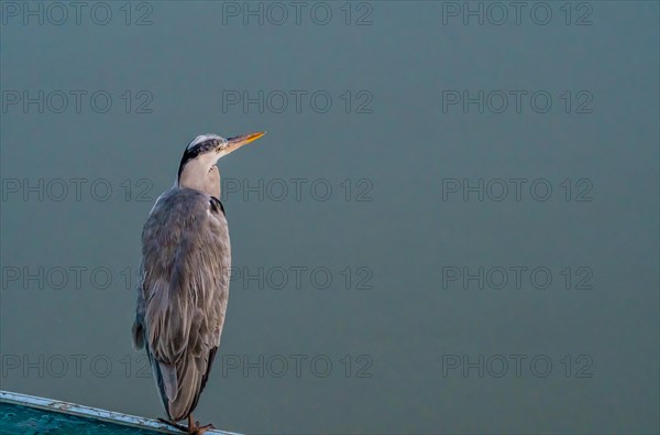 Closeup of gray heron standing on one leg on a plastic canopy against an overcast sky