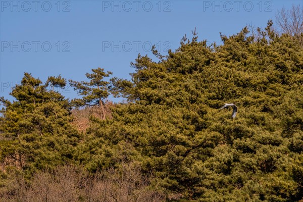 One in series of photos following a gray heron as it flies to, and lands on a branch in grove of evergreen trees on a sunny morning. 3 of 15