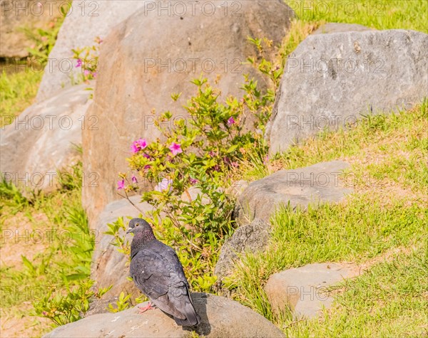 Beautiful rock pigeon standing on large boulder next to a small pond