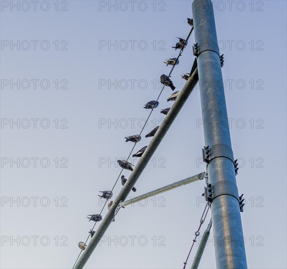 Flock of pigeons sitting on metal traffic pole against a blue sky