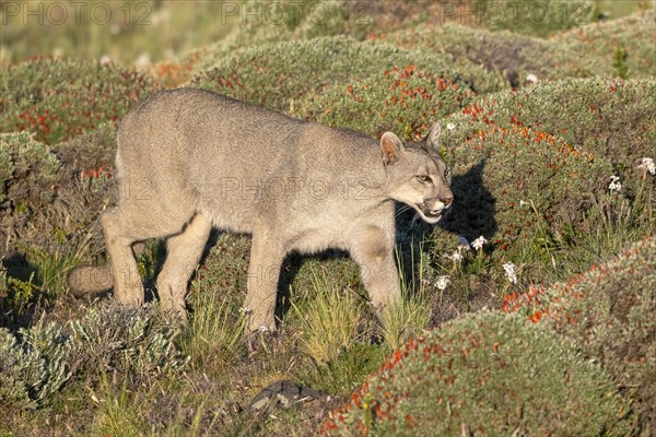 Cougar (Cougar concolor), silver lion, mountain lion, cougar, panther, small cat, Torres del Paine National Park, Patagonia, end of the world, Chile, South America