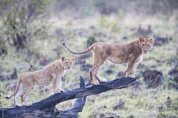 Lion (Panthera leo) Masai Mara Kenya