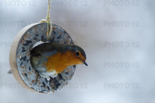 European robin (Erithacus rubecula), sitting in a feeder, feeding in winter, Wismar, Mecklenburg-Western Pomerania, Germany, Europe