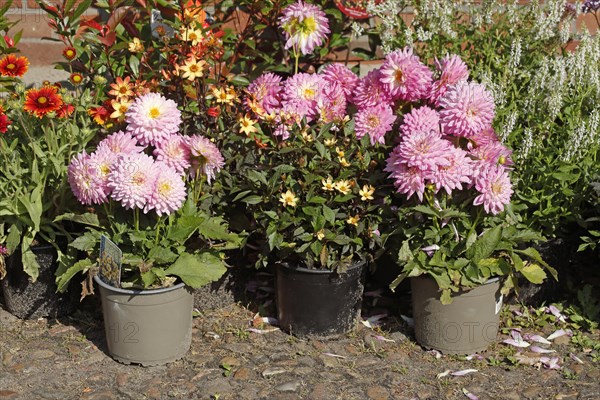 Pink flowering dahlias in flower pots standing on the ground, Germany, Europe