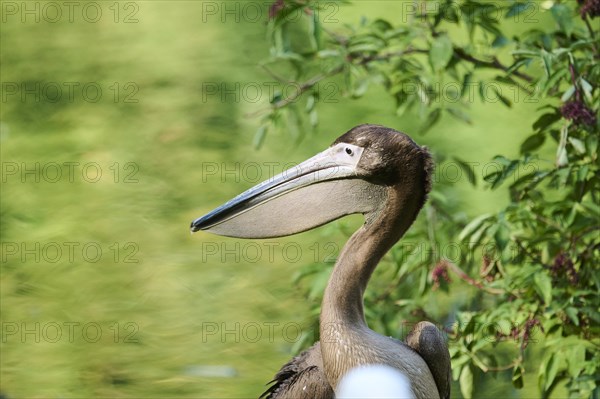 Great white pelican (Pelecanus onocrotalus) youngster, Bavaria, Germany, Europe