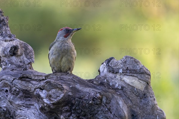 Iberian green woodpecker (Picus viridis sharpei) (Picus sharpei), male, province of Castile-Leon, Spain, Europe