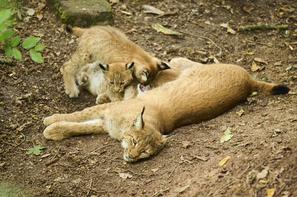 Eurasian lynx (Lynx lynx) mother with her youngsters lying on the ground, Bavaria, Germany, Europe