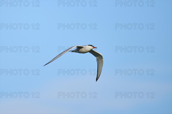 Elegant tern (Thalasseus elegans) flying in the sky, Parc Naturel Regional de Camargue, France, Europe