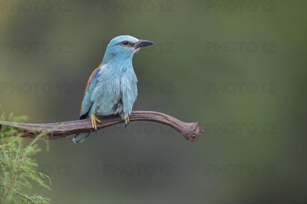 European Roller (Coracias garrulus), on branch, Castilla-La Mancha, Spain, Europe