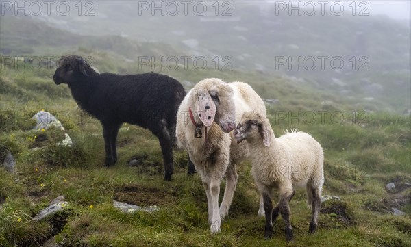 Black and white sheep, mother with young, domestic sheep on an alpine meadow, Berliner Hoehenweg, Zillertal Alps, Tyrol, Austria, Europe
