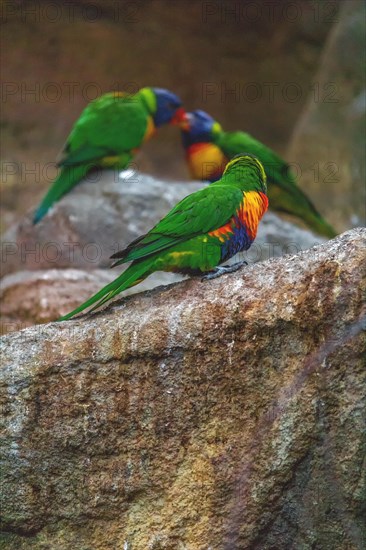 Two parrots on a rock, surrounded by nature with vibrant colours, Allwetterzoo Muenster, Muenster, North Rhine-Westphalia, Germany, Europe