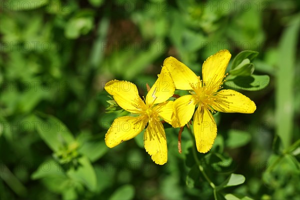 Common st john's wort (Hypericum perforatum), medicinal plant, flowering, Wilnsdorf, North Rhine-Westphalia, Germany, Europe