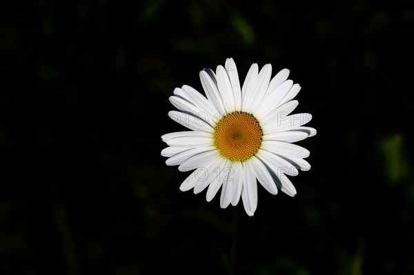 Low-nutrient meadow daisy Low-nutrient meadow daisy (Chrysanthemum leucanthemum), flower against a black background, Wilnsdorf, North Rhine-Westphalia, Germany, Europe