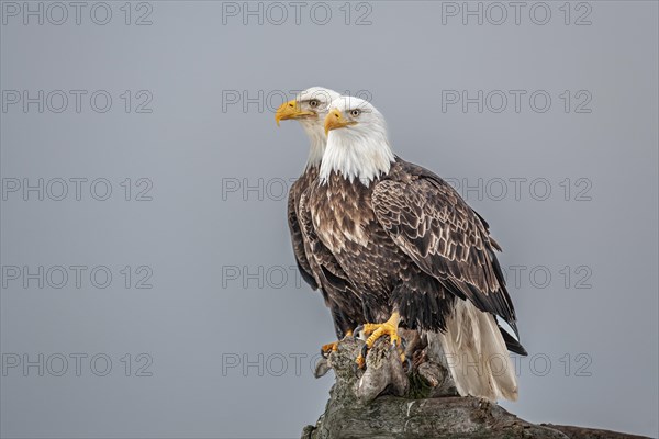 Two bald eagle (Haliaeetus leucocephalus) sitting, portrait, adult, Homer, Alaska