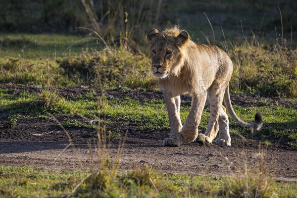 Lion (Panthera leo) Masai Mara Kenya