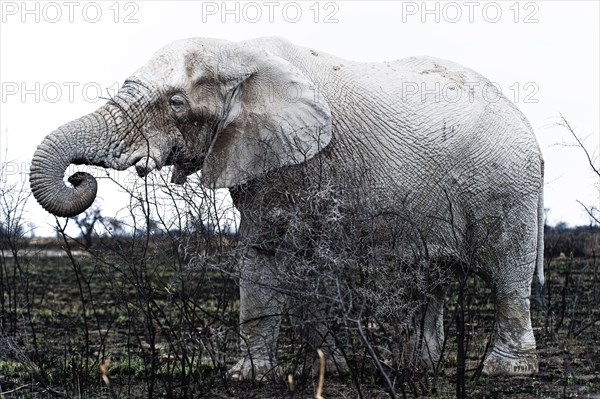 White African elephant (Loxodonta africana) in Etosha National Park, white from salt pan dust, animal, wild, free living, wilderness, safari, Namibia, South West Africa, Africa