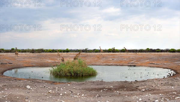 Angolan giraffe (Giraffa giraffa angolensis) drinking at Okaukuejo waterhole in Etosha National Park, giraffe, group, herd, looks, lookout, protection, drinking, Namibia, Africa