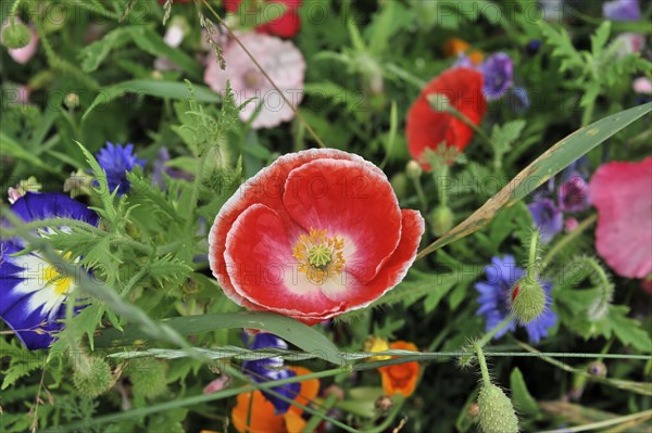 Colourful flower meadow, Schwaebisch Gmuend, Baden-Wuerttemberg, Germany, Europe