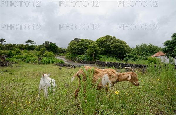 Two goats grazing in a meadow with trees and cloudy sky in the background, North Coast, Santa Luzia, Pico, Azores, Portugal, Europe