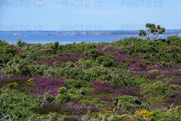 Heath landscape on the Cap de la Chevre, behind Pointe de Pen Hir with the rocks Les Tas de Pois, Crozon peninsula, Finistere department, Brittany region, France, Europe