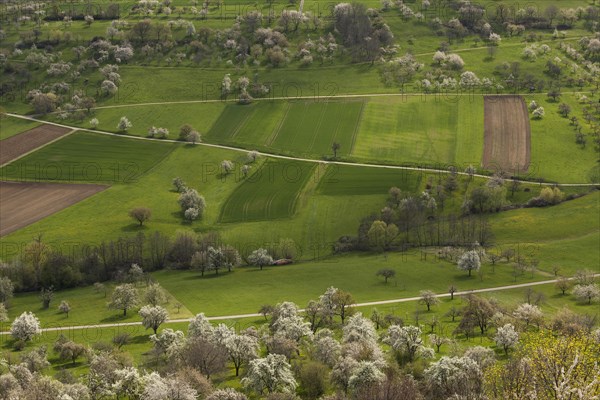 Orchard meadows near Weilheim an der Teck, Swabian Alb. Cherry blossom, apple blossom and pear blossom in full splendour