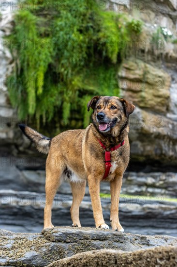 Portrait of a dog on a rock. Dogs are man's best friends. Friendship, kindness, fidelity and company