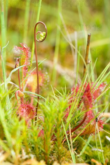 Common sundew (Drosera rotundifolia), close-up of the carnivorous plant protected by the Federal Species Protection Ordinance with young bud on a spirally coiled stem, secretion drops on the tentacles, Pietzmoor nature reserve, Lueneburg Heath, Schneverdingen, Lower Saxony, Germany, Europe