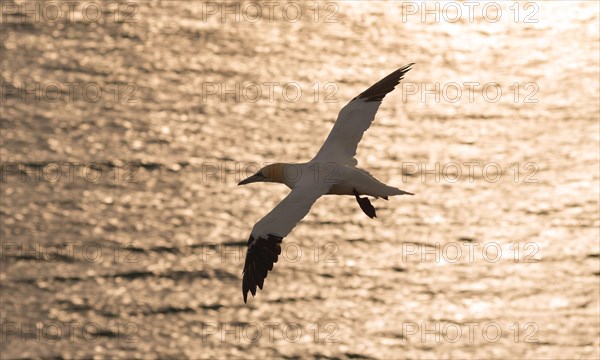 Silhouette of a northern gannet (Morus bassanus) (synonym: Sula bassana) in flight with open, spread wings during a glittering sunset over the sea, northern gannet colony Lummenfelsen, Helgoland, North Sea, Schleswig-Holstein, Germany, Europe
