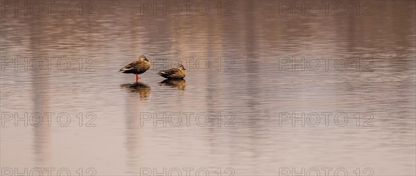 Two Eastern spot-billed ducks in a lake in South Korea