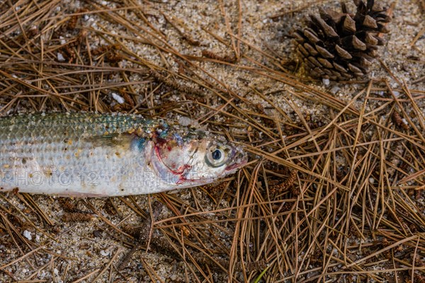 Dead bass with blood around giles laying on pile of pine needles on sandy beach with pine cone