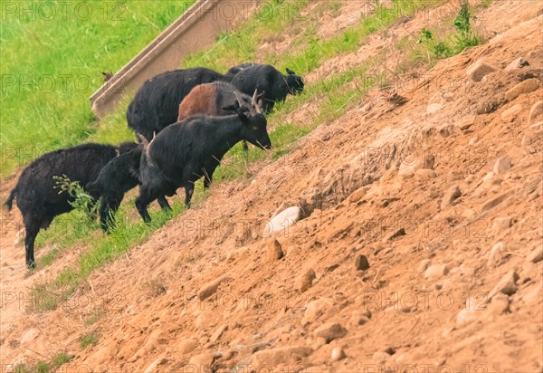 Small herd of black goats grazing on the side of a rocky hill