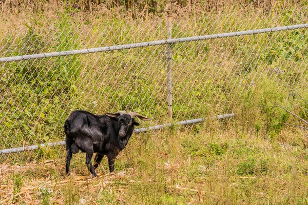 Closeup of large black goat with long horns in front of chain link fence