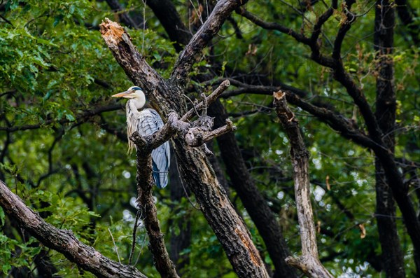 Gray heron perched on a tree branch with green foliage in the background