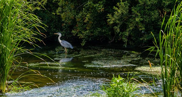 Little blue heron standing in a shallow river with green foliage in the background