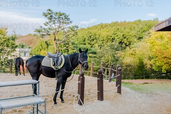 Adult horse wearing saddle and bridle standing close to rope fence inside sandy riding enclosure at public park