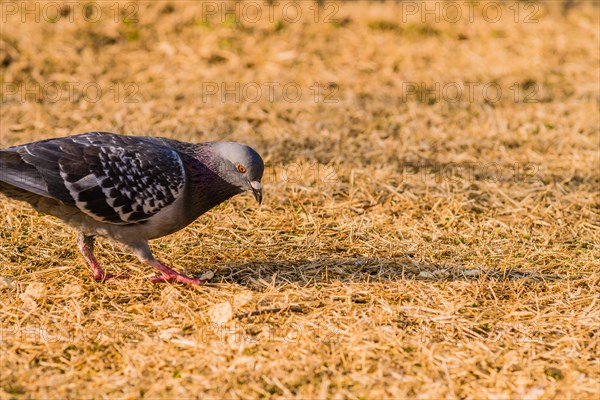 Close up of pigeon on the ground looking for food in dry brown grass