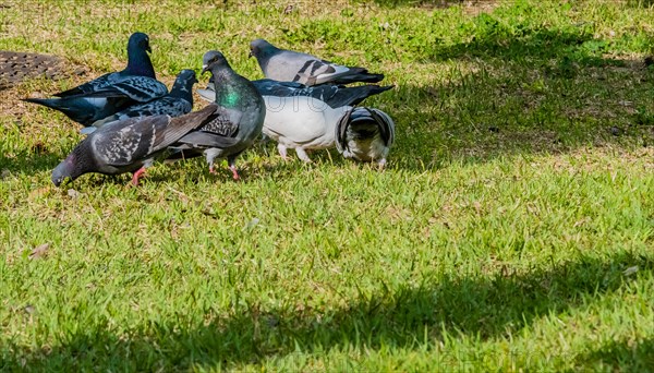 Flock of pigeons on the ground feeding in a park on a sunny morning