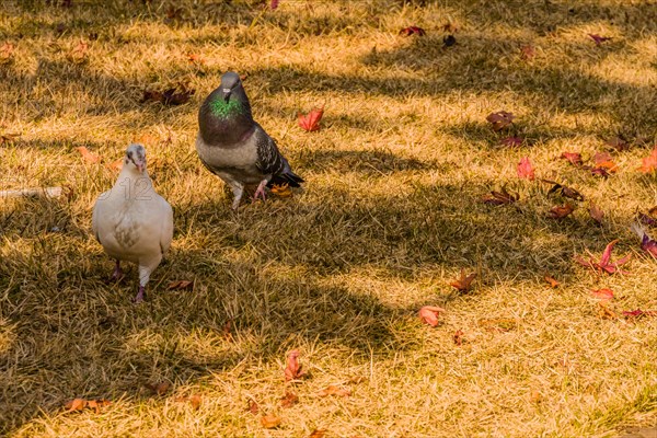 Closeup of a white pigeon standing together with a grey pigeon that has maroon and green rings on its next