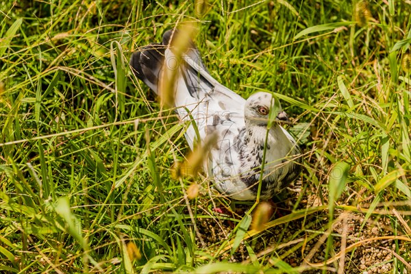 White rock pigeon hunting for food in tall grass on sunny afternoon