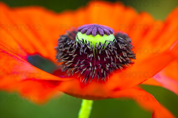 Red flower with pistil of the Turkish poppy (Palaver orientale), Botanical Garden, Munich, Upper Bavaria, Bavaria, Germany, Europe