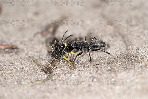 Horse ant (Camponotus sp), transporting its prey, Valais, Switzerland, Europe