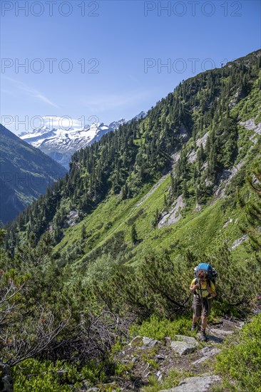 Mountaineer on hiking trail through mountain pines, Berliner Hoehenweg, behind summit Grosser Moeseler and Hornspitzen, Zillertal Alps, Tyrol, Austria, Europe