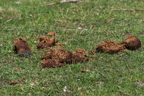 Elephant dung, faeces, excretion, elephant, Namibia, Africa