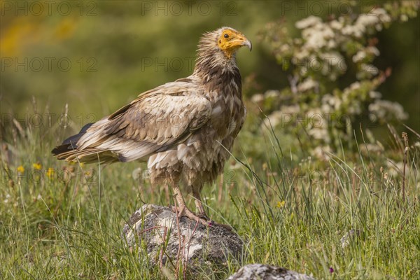 Juvenile Egyptian Vulture (Neophron percnopterus), Castilla y Leon province, Picos de Europa, Spain, Europe